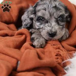 Ringo, Cavapoo Puppy